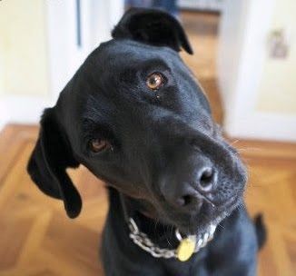 Accompagnement à l'adoption de chiot dans le Cotentin