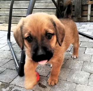 Éducation canine chiot et adulte