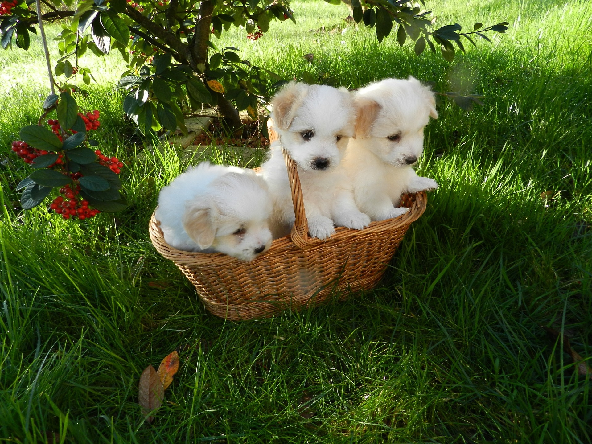Stage chiot éducation socialisation