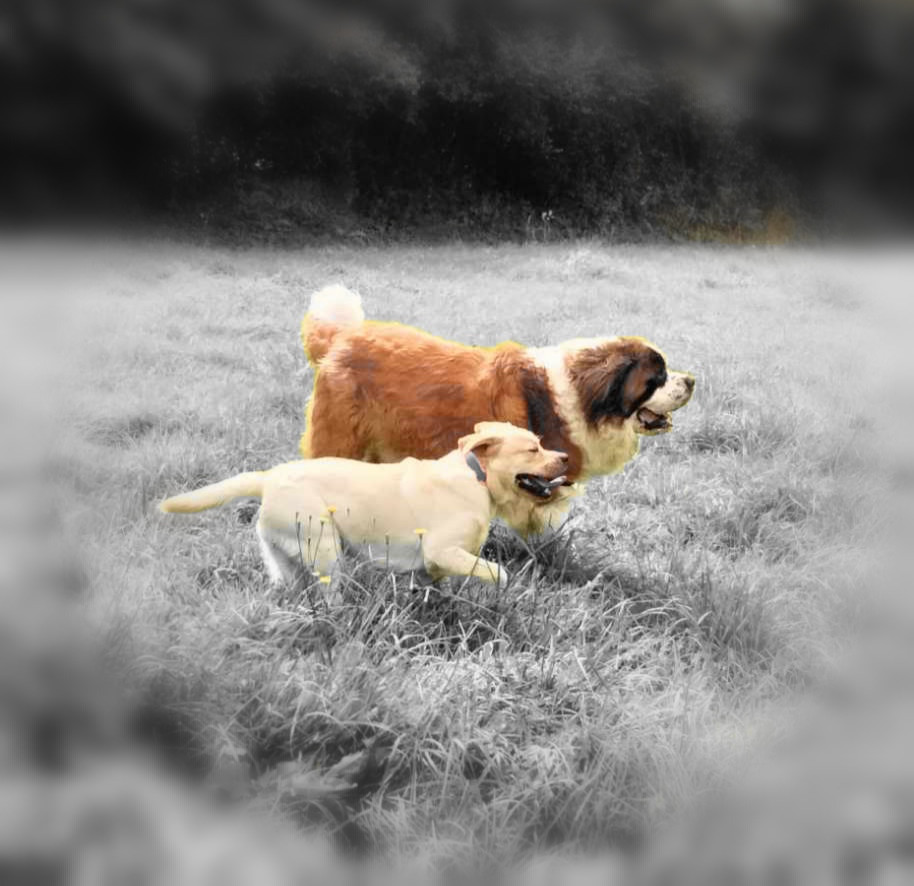 Balades collectives et loisirs pour chiens